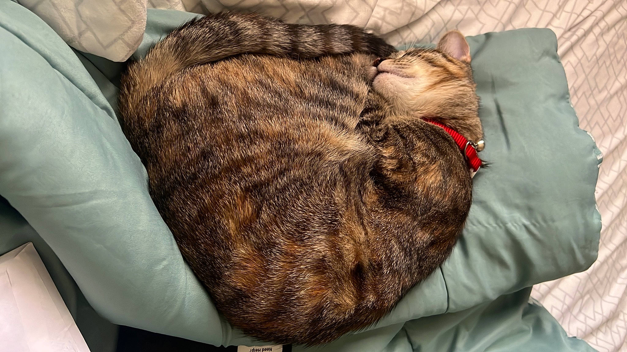 Doja joined the competition — help win amazing prizes! brown, carnivore, cat, comfort, domestic_short_haired_cat, ear, fawn, felidae, fur, hair, linens, liver, nap, natural_material, small_to_medium_sized_cats, snout, sporting_group, tail, terrestrial_animal, whiskers