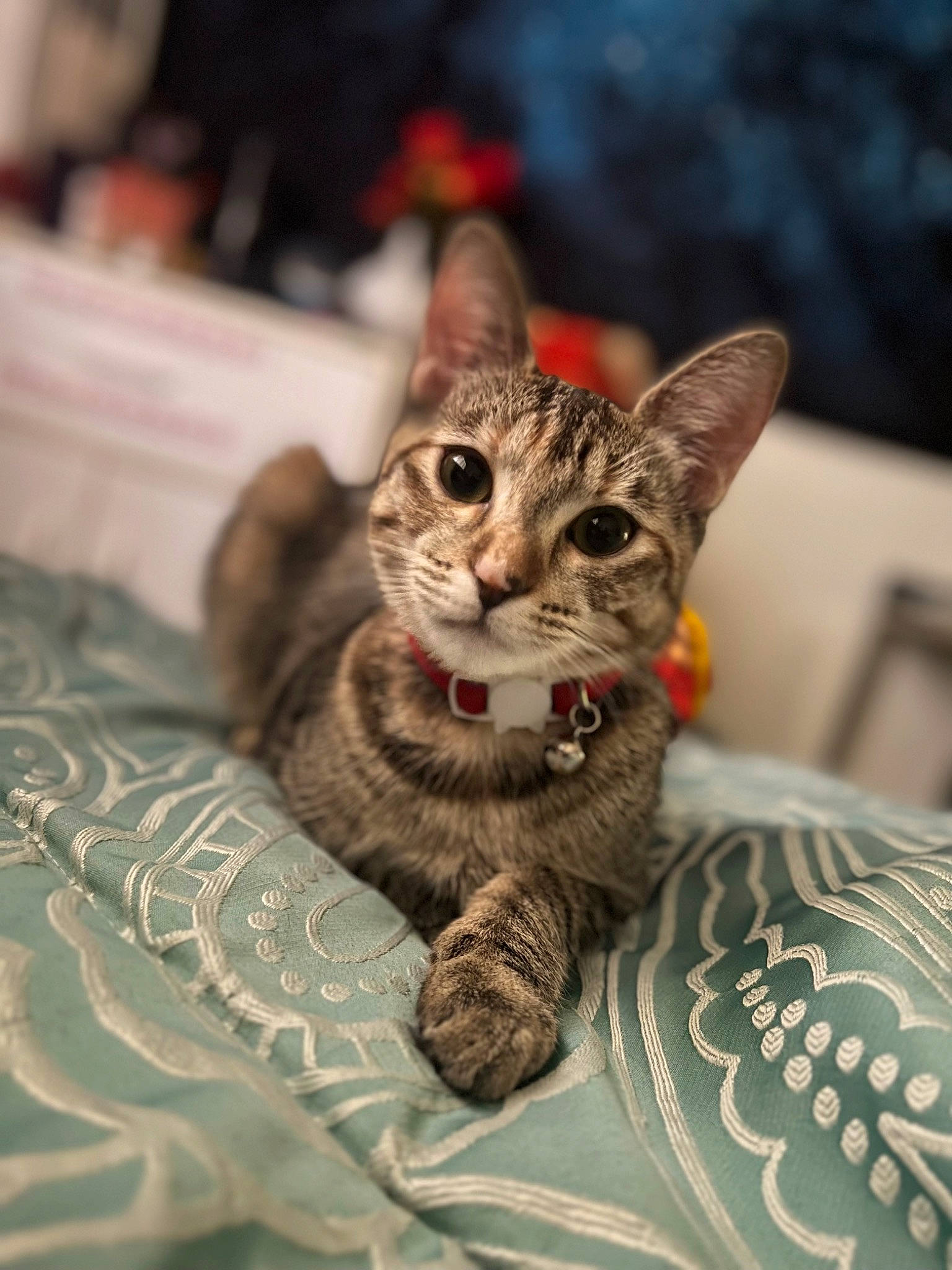 Doja joined the competition — help win amazing prizes! carnivore, cat, cat_supply, claw, domestic_short_haired_cat, felidae, fur, linens, paw, sitting, small_to_medium_sized_cats, snout, whiskers, wildlife