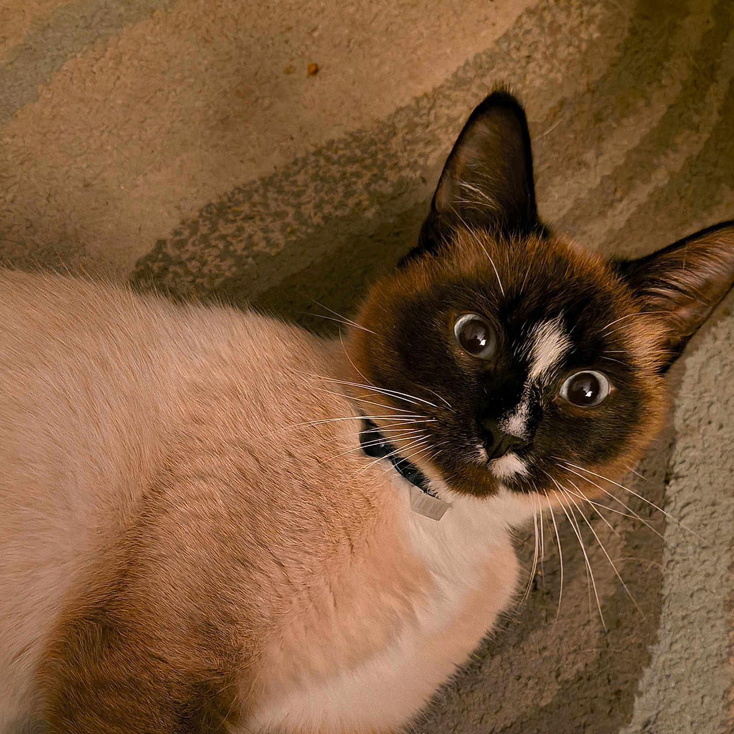 Seafoo is registered to the contest to win money with this photo: abyssinian, animal, cat, kitten, manx, pet, siamese