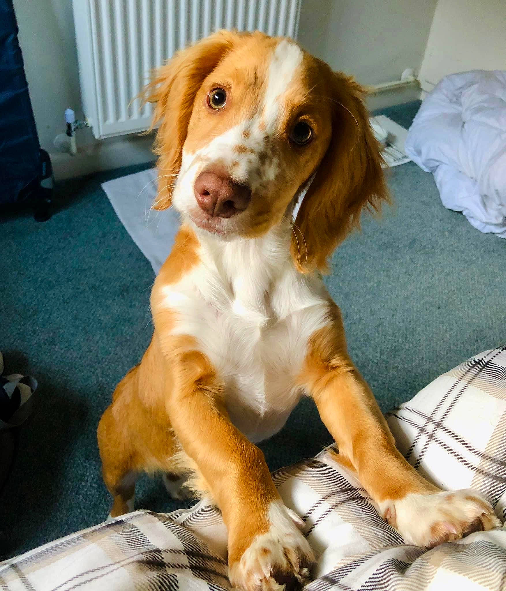 Colin joined the competition — help win amazing prizes! canidae, carnivore, cavalier_king_charles_spaniel, companion_dog, dog, dog_breed, fawn, fur, hunting_dog, liver, snout, spaniel, sporting_group, toy, working_animal