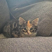 Alia participe au concours pour gagner de l'argent avec cette photo : kitten, cat, gray_couch, cushion, indoor, pet, feline, animal, small, young, curious, cozy, resting, fur, whiskers, ears, eyes, home, soft, cute