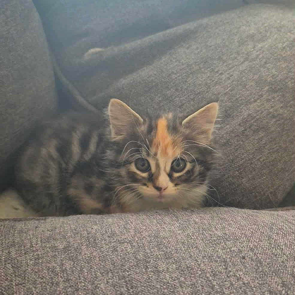 Chouquettes a rejoint le concours — aidez-le/la à gagner de superbes lots ! animal, cat, couch, cozy, curious, cute, ears, fur, furniture, gray, home, indoor, kitten, pet, relaxing, resting, small, tabby, whiskers, young