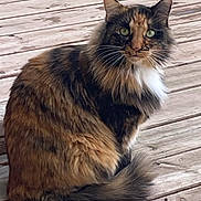 Peach is registered to the contest to win money with this photo: animal, cat, close_up, curious, cute, domestic_cat, feline, fluffy, fur, green_eyes, mammal, nature, outdoor, pet, portrait, sitting, tabby, tail, whiskers, wooden_deck