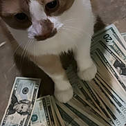 Brooklyn is registered to the contest to win money with this photo: animal, cash, cat, closeup, curious, currency, currency_notes, dollar_bills, domestic_cat, feline, floor, indoor, mammal, money, orange_cat, paws, pet, tile, whiskers, white_cat