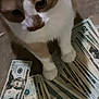 animal, cash, cat, closeup, curious, currency, currency_notes, dollar_bills, domestic_cat, feline, floor, indoor, mammal, money, orange_cat, paws, pet, tile, whiskers, white_cat