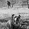 bulldog, dog, grass, outdoor, nature, tree, leaf, animal, pet, black_and_white, field, sitting, canine, mammal, park, scenery, quiet, daytime, landscape, alone