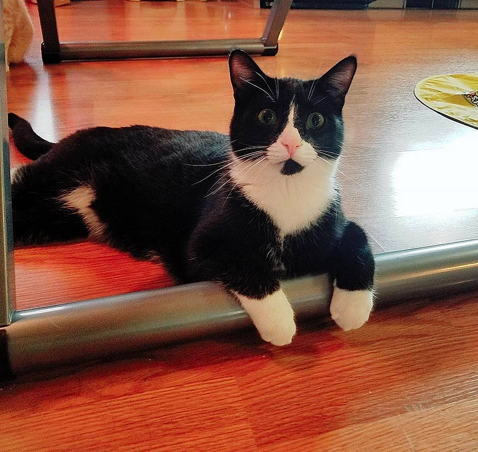 Norman is registered to the contest to win money with this photo: black_cat, carnivore, cat, claw, comfort, domestic_short_haired_cat, eye, felidae, floor, flooring, foot, fur, hardwood, paw, small_to_medium_sized_cats, snout, tail, whiskers, window, wood
