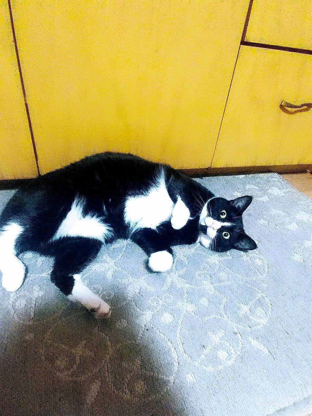 Norman joined the competition — help win amazing prizes! carnivore, cat, comfort, dog_breed, domestic_short_haired_cat, felidae, floor, flooring, foot, fur, human_leg, paw, road_surface, shadow, small_to_medium_sized_cats, snout, sporting_group, tail, tints_and_shades, whiskers