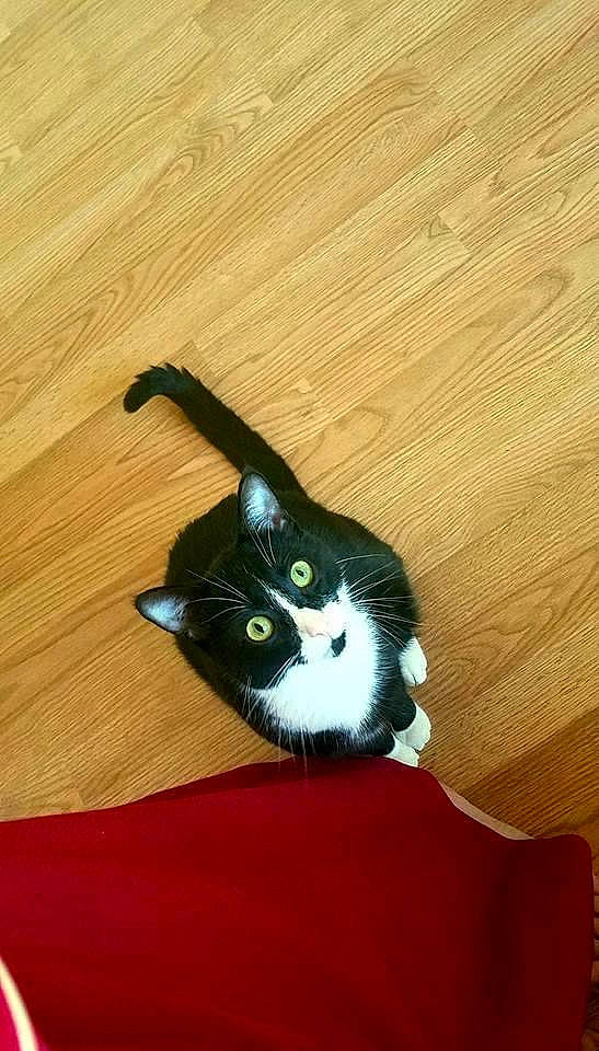 Norman is registered to the contest to win money with this photo: black_cat, carnivore, cat, comfort, domestic_short_haired_cat, electric_blue, eye, felidae, flooring, fur, hardwood, plywood, rectangle, sleeve, small_to_medium_sized_cats, snout, tail, whiskers, wood, wood_stain