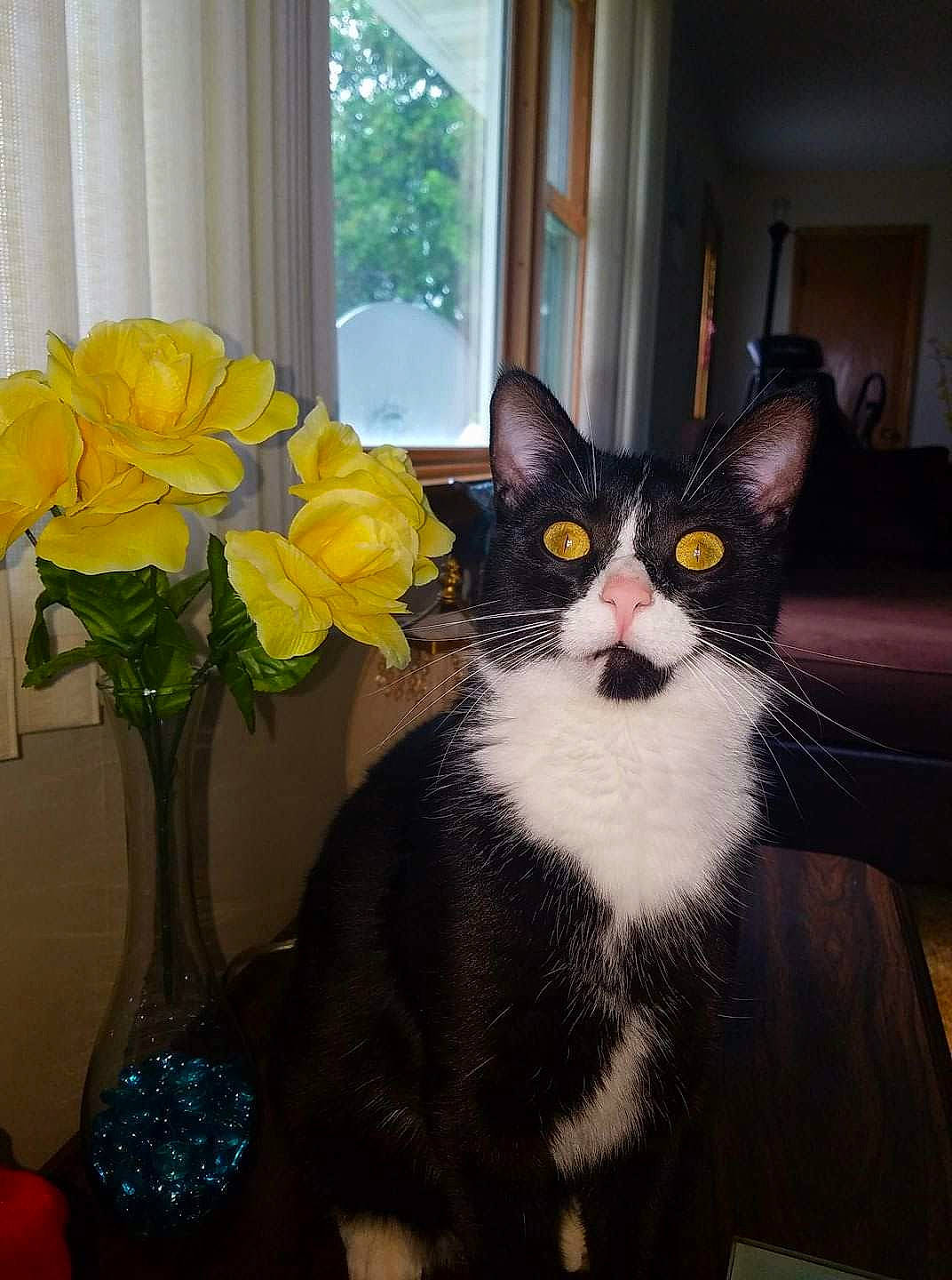Norman is registered to the contest to win money with this photo: artifact, bouquet, carnivore, cat, centrepiece, cut_flowers, felidae, floristry, flower, flower_arranging, fur, home, interior_design, petal, room, small_to_medium_sized_cats, terrestrial_animal, vase, whiskers, yellow