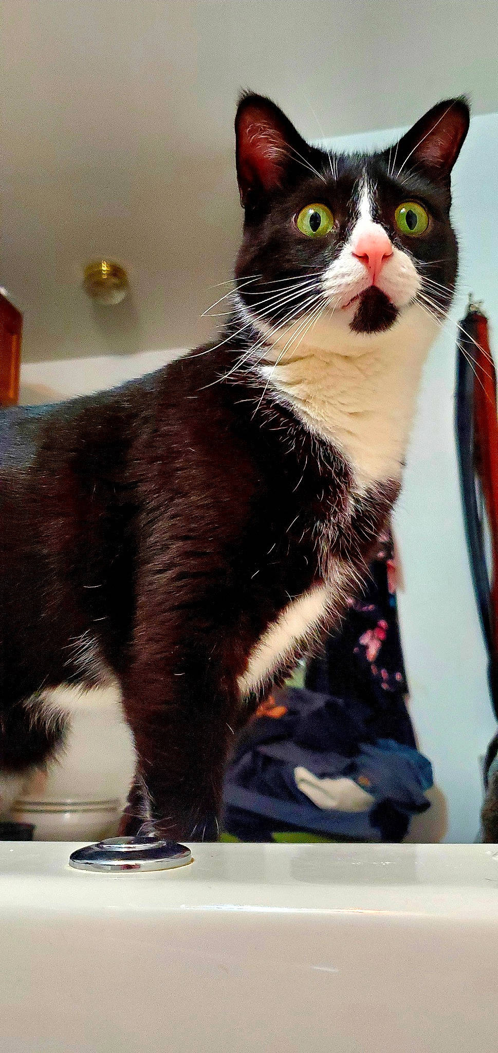 Norman joined the competition — help win amazing prizes! carnivore, cat, collar, domestic_short_haired_cat, facial_expression, felidae, fur, liver, organism, small_to_medium_sized_cats, snapshot, snout, tail, terrestrial_animal, vertebrate, whiskers