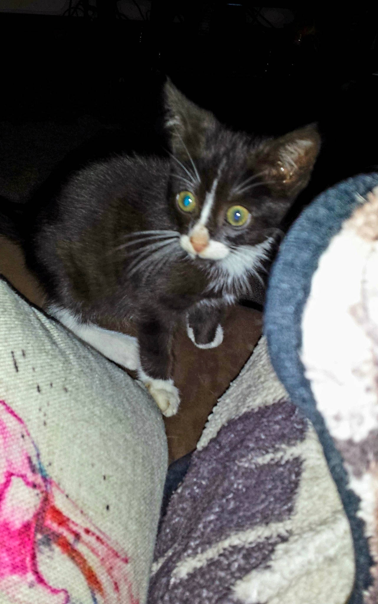 Norman is registered to the contest to win money with this photo: carnivore, cat, comfort, domestic_short_haired_cat, felidae, fur, kitten, small_to_medium_sized_cats, vertebrate, whiskers