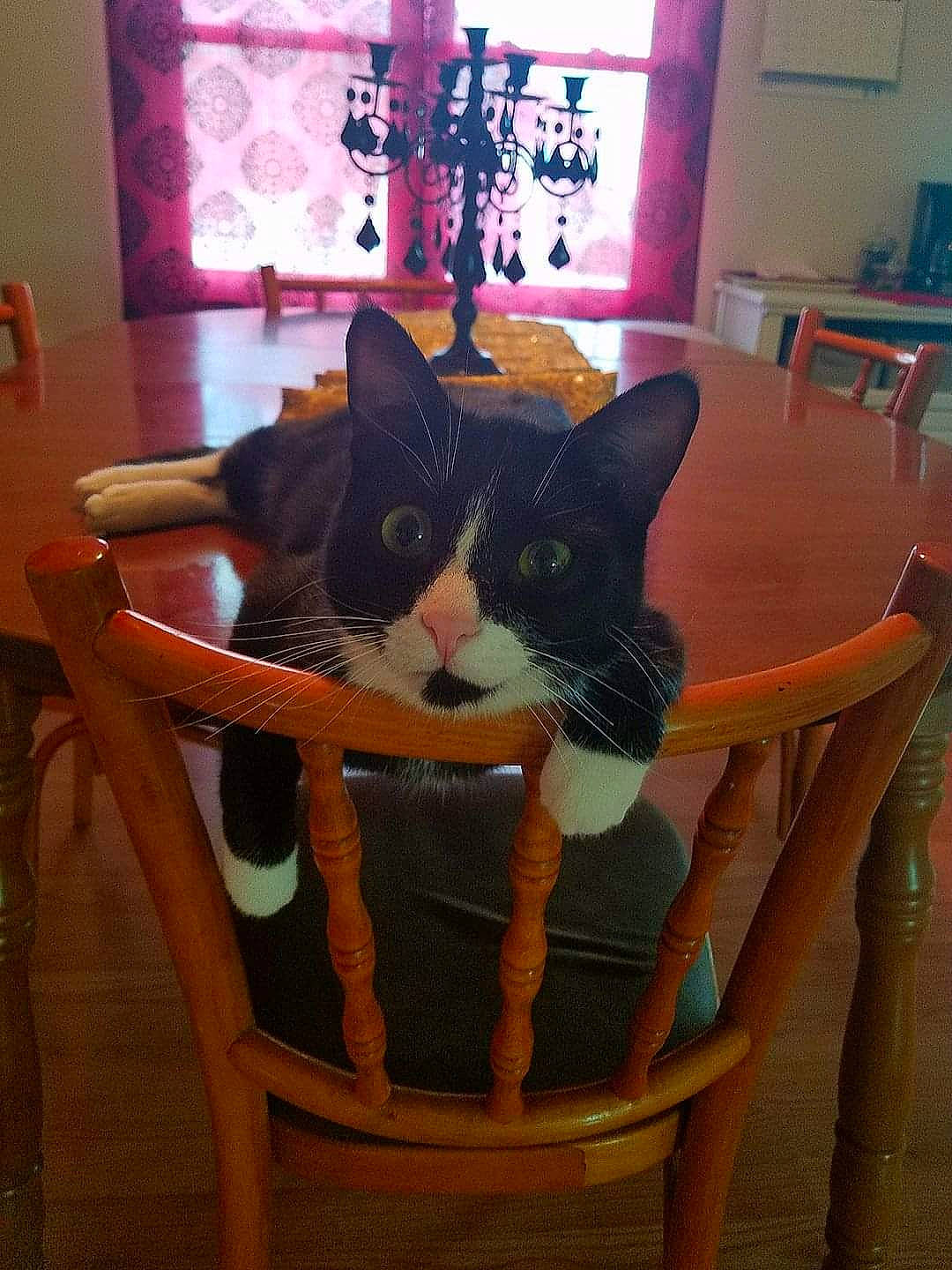 Norman is registered to the contest to win money with this photo: bookcase, carnivore, cat, cat_supply, chair, comfort, felidae, furniture, hardwood, room, shelf, shelving, small_to_medium_sized_cats, snout, tail, whiskers, wicker, wood, wood_stain