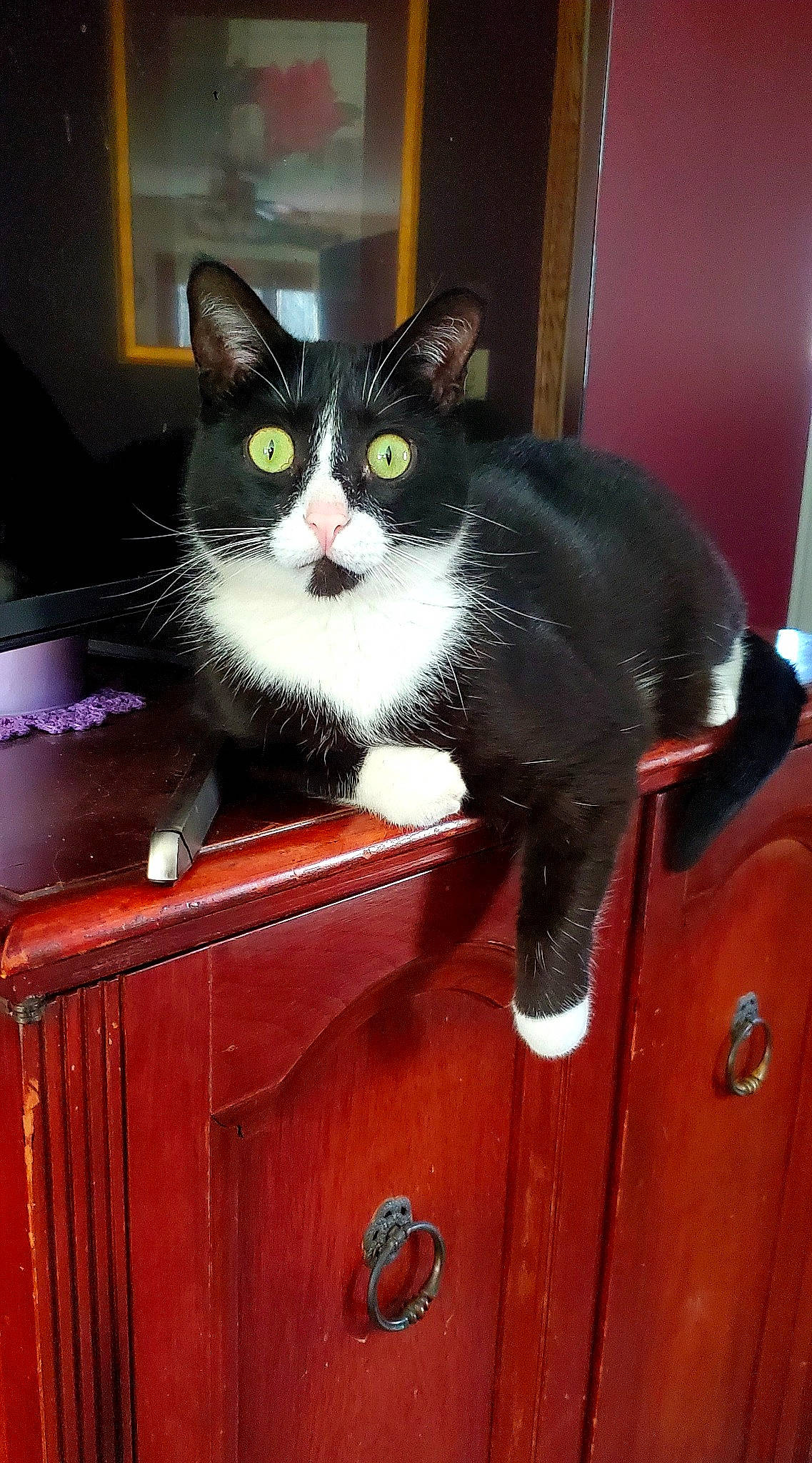 Norman is registered to the contest to win money with this photo: cabinetry, carnivore, cat, domestic_short_haired_cat, door_handle, felidae, fur, handle, hardwood, household_hardware, pattern, small_to_medium_sized_cats, tail, varnish, vertebrate, whiskers, wood, wood_stain