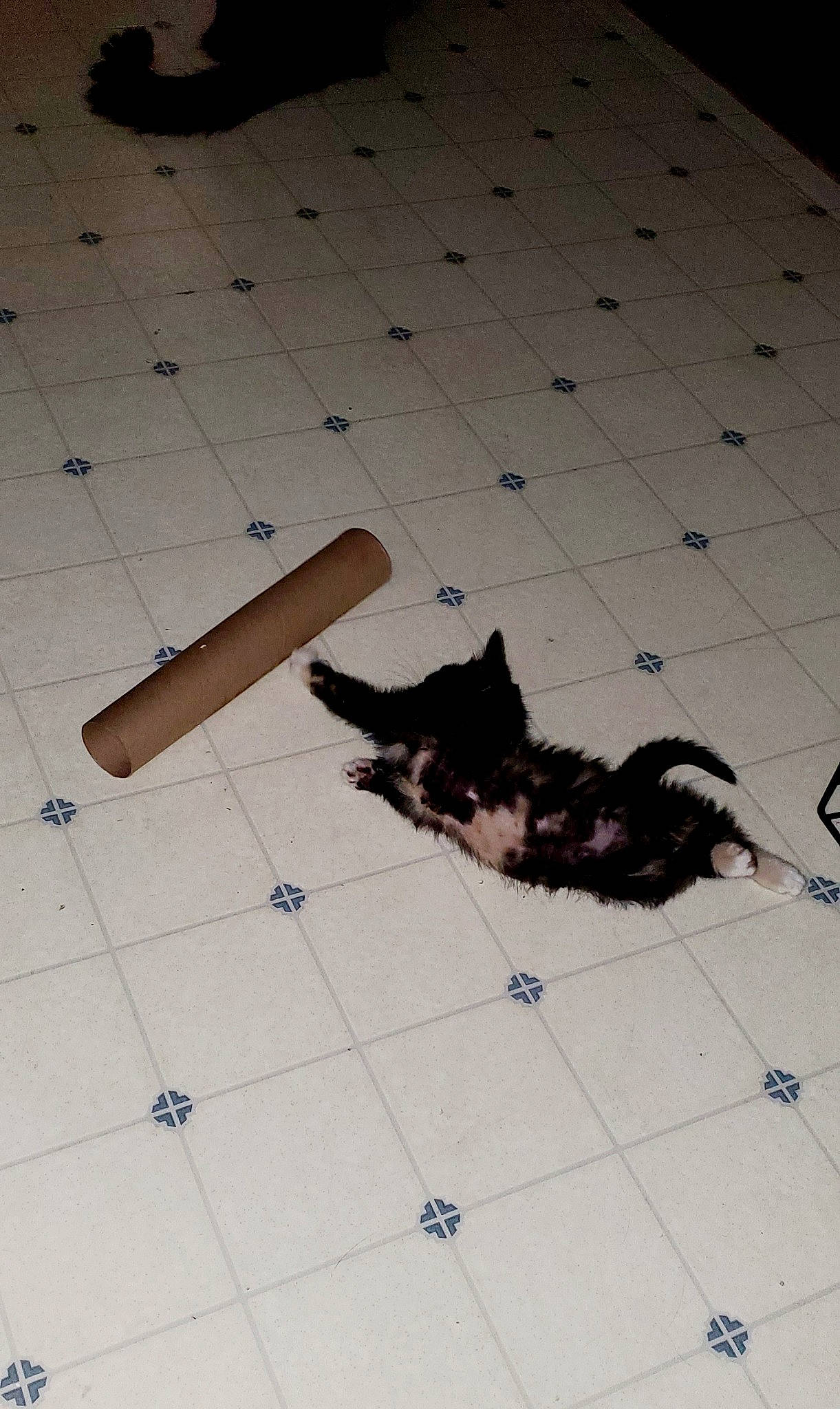 Raven is registered to the contest to win money with this photo: canidae, carnivore, companion_dog, dog, dog_breed, floor, flooring, shadow, sporting_group, tail, tile, tile_flooring