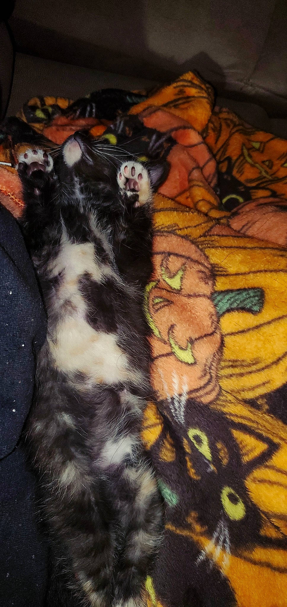 Raven joined the competition — help win amazing prizes! cat, felidae, fur, small_to_medium_sized_cats, tail