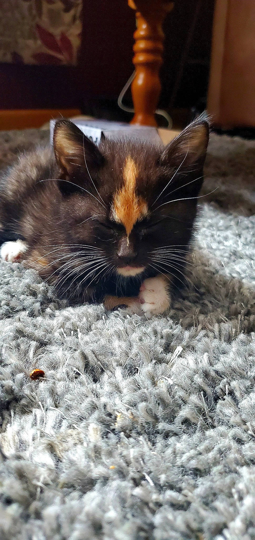 Raven joined the competition — help win amazing prizes! carnivore, cat, comfort, felidae, fur, nap, natural_material, pet_supply, sleep, small_to_medium_sized_cats, snout, vertebrate, whiskers