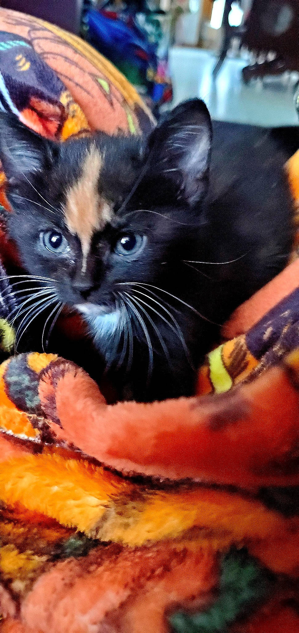 Raven is registered to the contest to win money with this photo: carnivore, cat, cat_supply, collar, felidae, fur, kitten, paw, pet_supply, small_to_medium_sized_cats, snout, tongue, vertebrate, whiskers