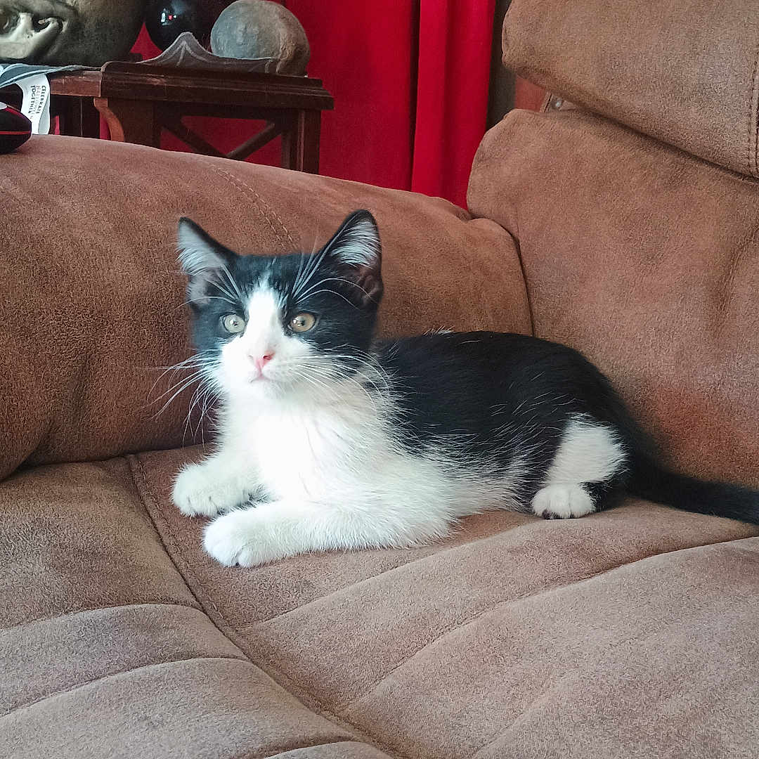 Sammy
