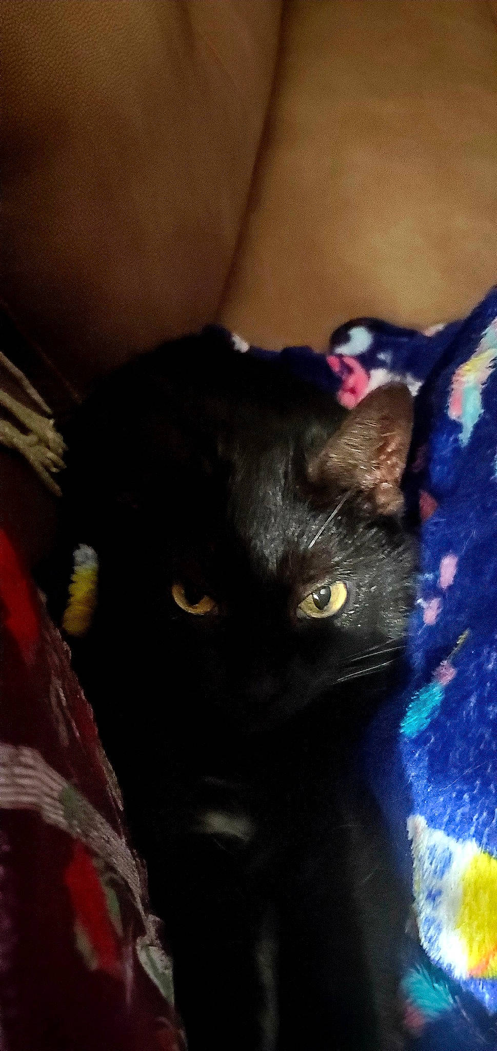 Lilly Ann is registered to the contest to win money with this photo: black, black_cat, blue, bombay, carmine, carnivore, cat, cobalt_blue, electric_blue, felidae, fur, iris, small_to_medium_sized_cats, snout, terrestrial_animal, vertebrate, whiskers, yellow