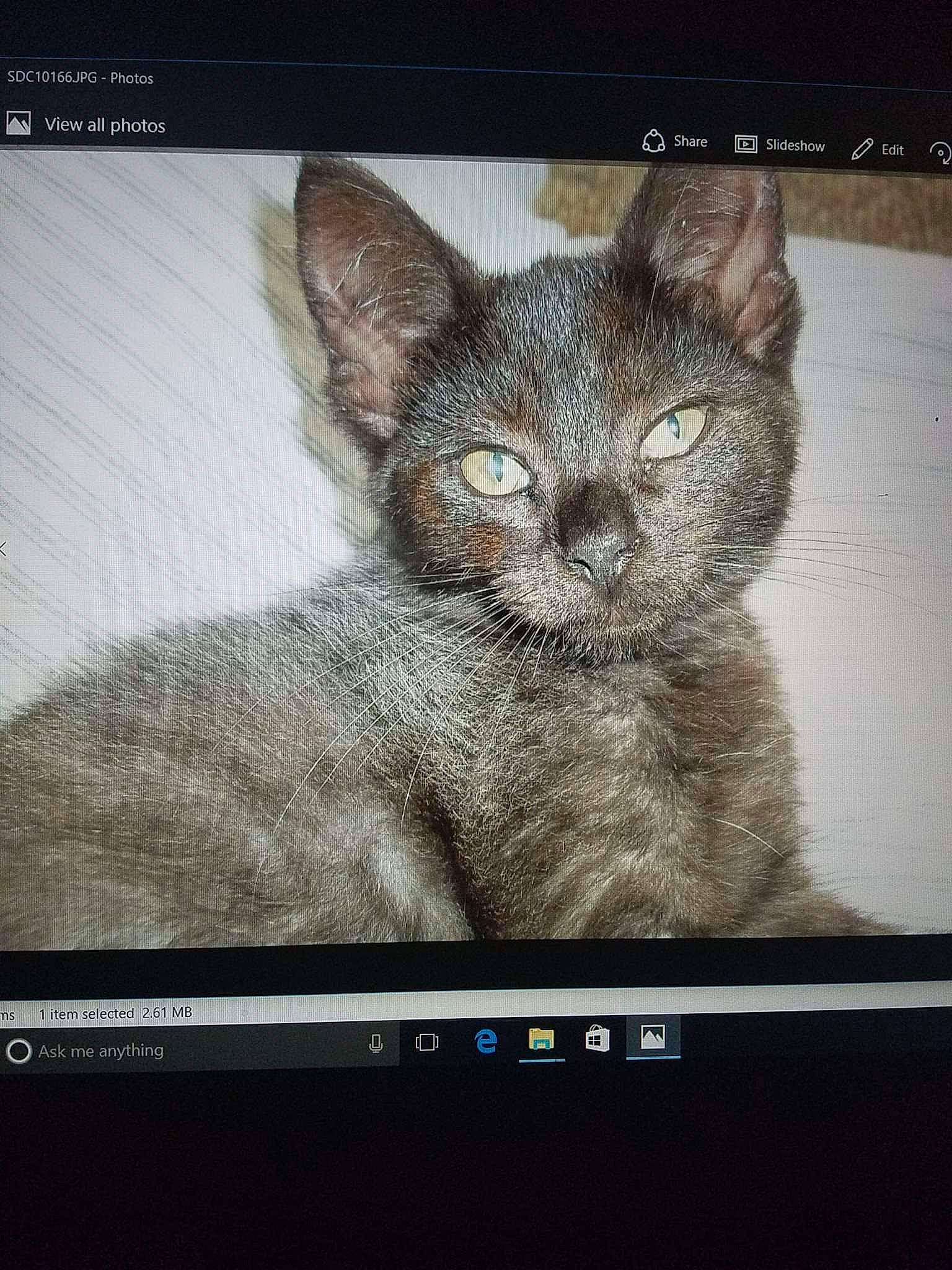 Lilly Ann is registered to the contest to win money with this photo: carnivore, cat, curious, display_device, felidae, flat_panel_display, fur, iris, kitten, liver, output_device, photo_caption, small_to_medium_sized_cats, snout, terrestrial_animal, vertebrate, whiskers