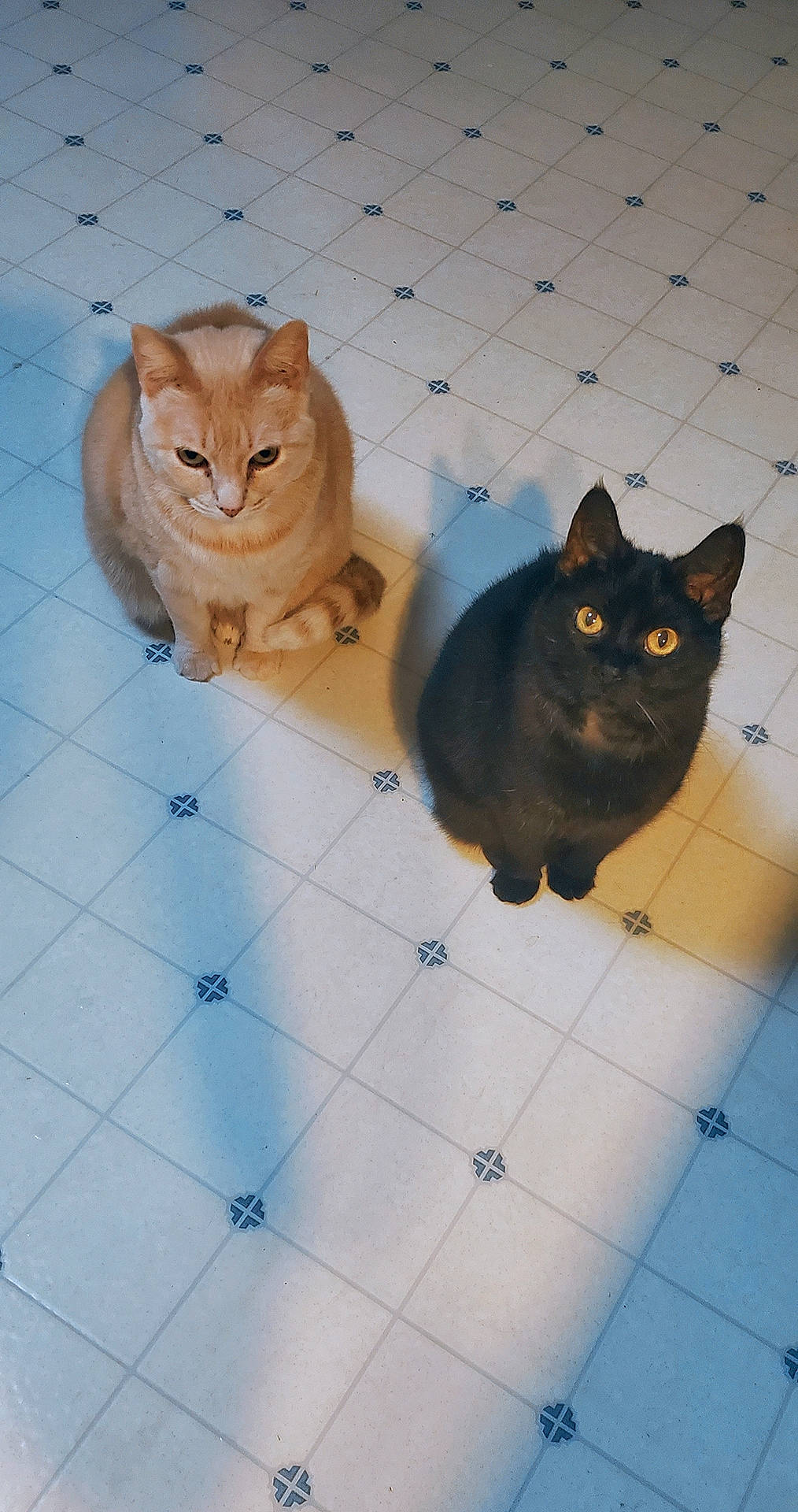 Lilly Ann joined the competition — help win amazing prizes! black_cat, carnivore, cat, felidae, fur, mammal, organism, pet_supply, small_to_medium_sized_cats, snout, terrestrial_animal, tile, vertebrate, whiskers