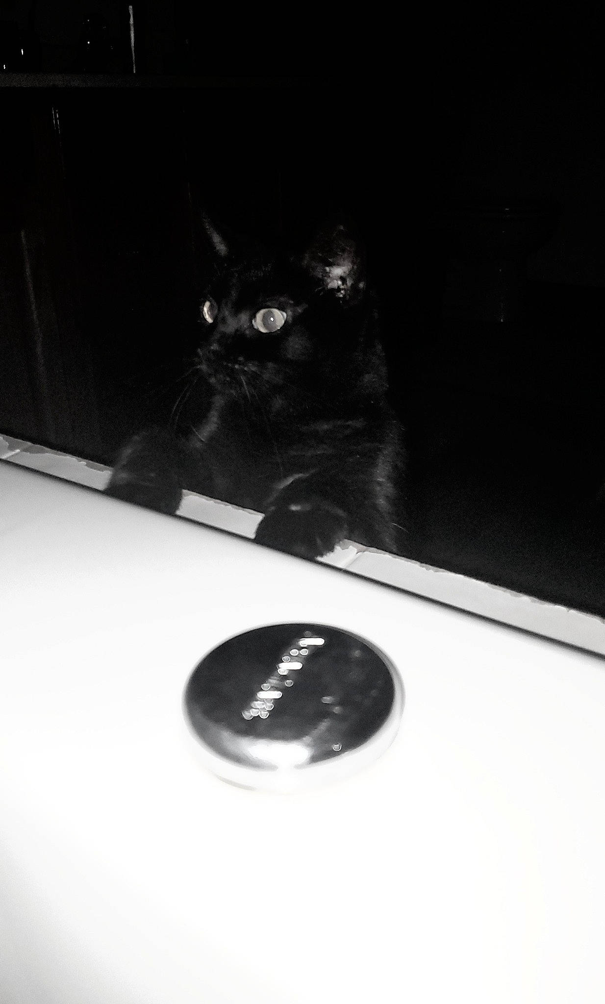 Lilly Ann joined the competition — help win amazing prizes! black, black_and_white, black_cat, bombay, carnivore, cat, felidae, monochrome_photography, small_to_medium_sized_cats, snout, whiskers