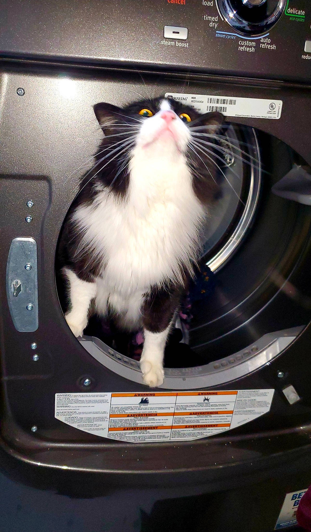 Jeri is registered to the contest to win money with this photo: carnivore, cat, felidae, fur, home_appliance, led_backlit_lcd_display, machine, major_appliance, pet_supply, small_to_medium_sized_cats, snout, whiskers