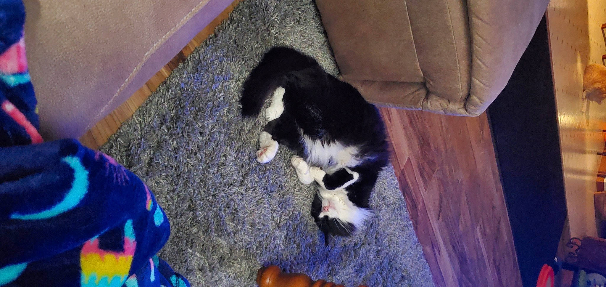 Jeri is registered to the contest to win money with this photo: carnivore, cat, felidae, fur, paw, small_to_medium_sized_cats, tail