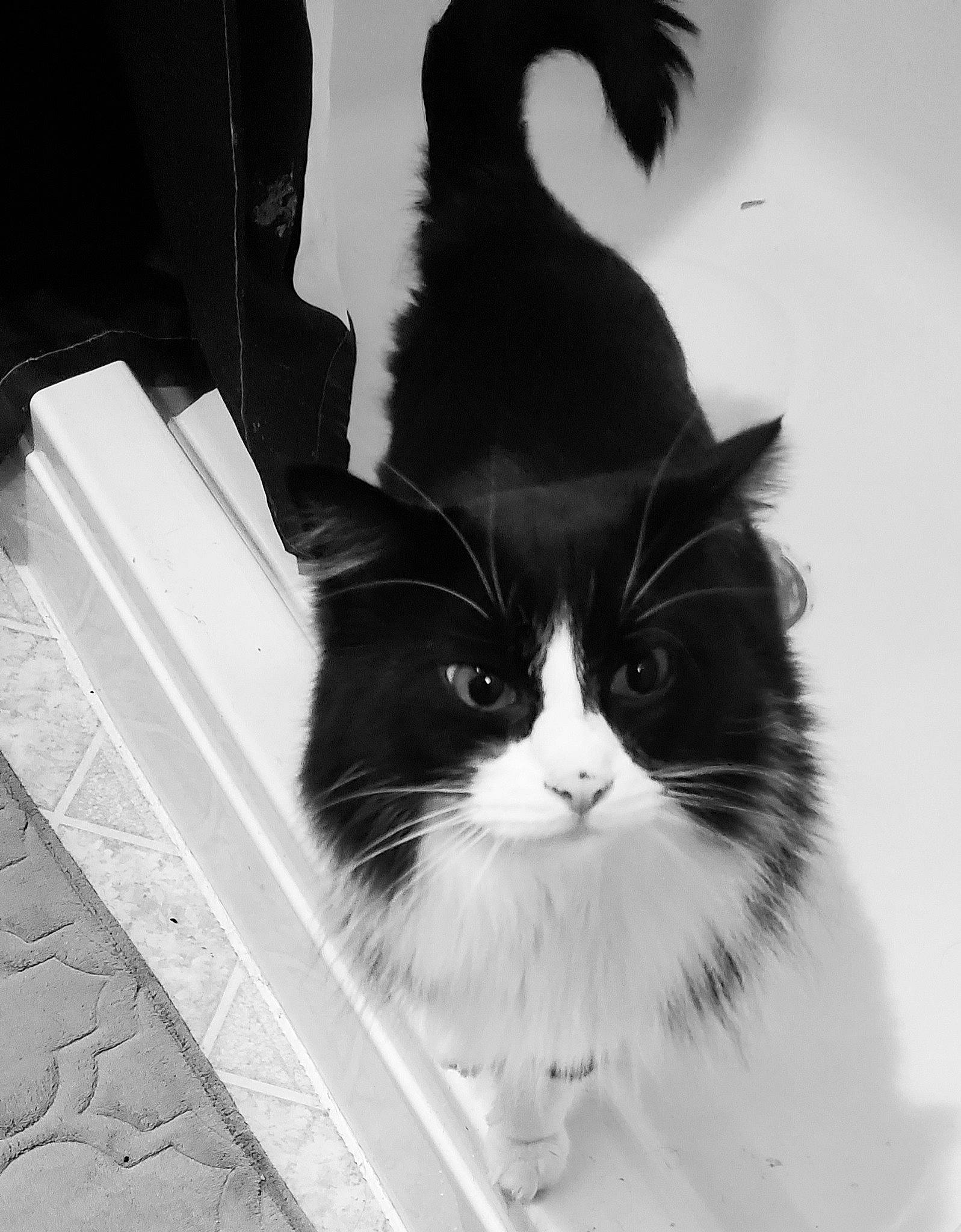 Jeri joined the competition — help win amazing prizes! black, black_and_white, carnivore, cat, felidae, fur, mammal, monochrome, monochrome_photography, shadow, small_to_medium_sized_cats, snout, style, tail, vertebrate, whiskers