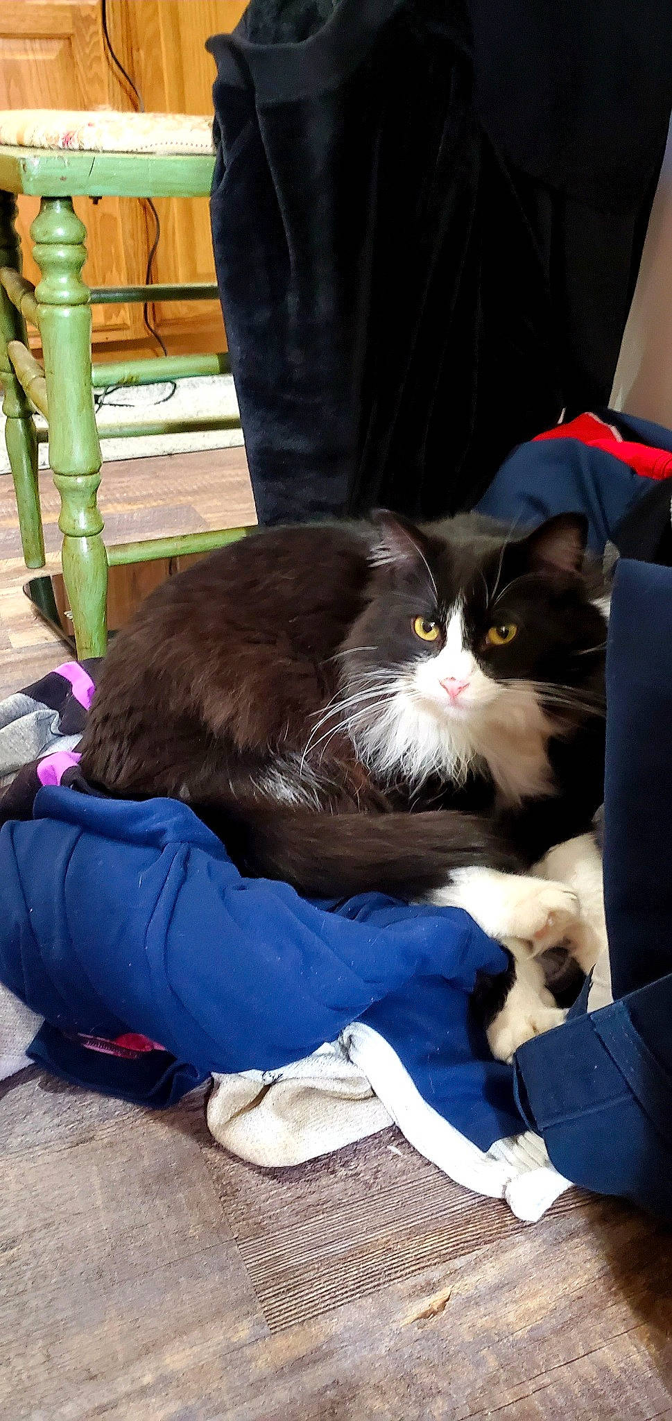 Jeri is registered to the contest to win money with this photo: baggage, carnivore, cat, comfort, felidae, fur, pet_supply, small_to_medium_sized_cats, tail, whiskers