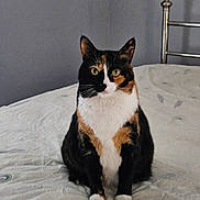 Gucci is registered to the contest to win money with this photo: calico_cat, cat, pet, animal, bed, bedding, indoor, feline, fur, sitting, looking_at_camera, whiskers, ears, paws, metal_bed_frame, wall, domestic_animal, cute, curious, house