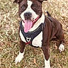 dog, brown_and_white, pit_bull_type, outdoor, grass, standing, harness, dog_tag, tongue_out, happy, portrait, animal, pet, short_hair, front_view, alert, playful, nature, daylight, photography