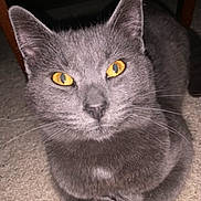 Louie joined the competition — help win amazing prizes! cat, gray_cat, yellow_eyes, pet, animal, feline, close_up, indoor, carpet, fur, whiskers, ears, cute, domestic_cat, looking_at_camera, sitting, animal_face, mammal, household, portrait