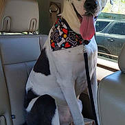 Tucker joined the competition — help win amazing prizes! dog, black_and_white, bandana, car_interior, backseat, tongue_out, happy, pet, leash, sitting, seat, window, daytime, vehicle, tree, animal, canine, domestic_animal, companion, transportation