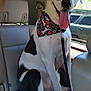 dog, black_and_white, bandana, car_interior, backseat, tongue_out, happy, pet, leash, sitting, seat, window, daytime, vehicle, tree, animal, canine, domestic_animal, companion, transportation