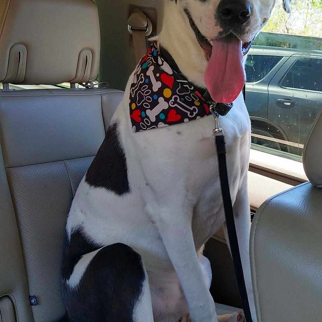 Tucker joined the competition — help win amazing prizes! animal, backseat, bandana, black_and_white, canine, car_interior, companion, daytime, dog, domestic_animal, happy, leash, pet, seat, sitting, tongue_out, transportation, tree, vehicle, window