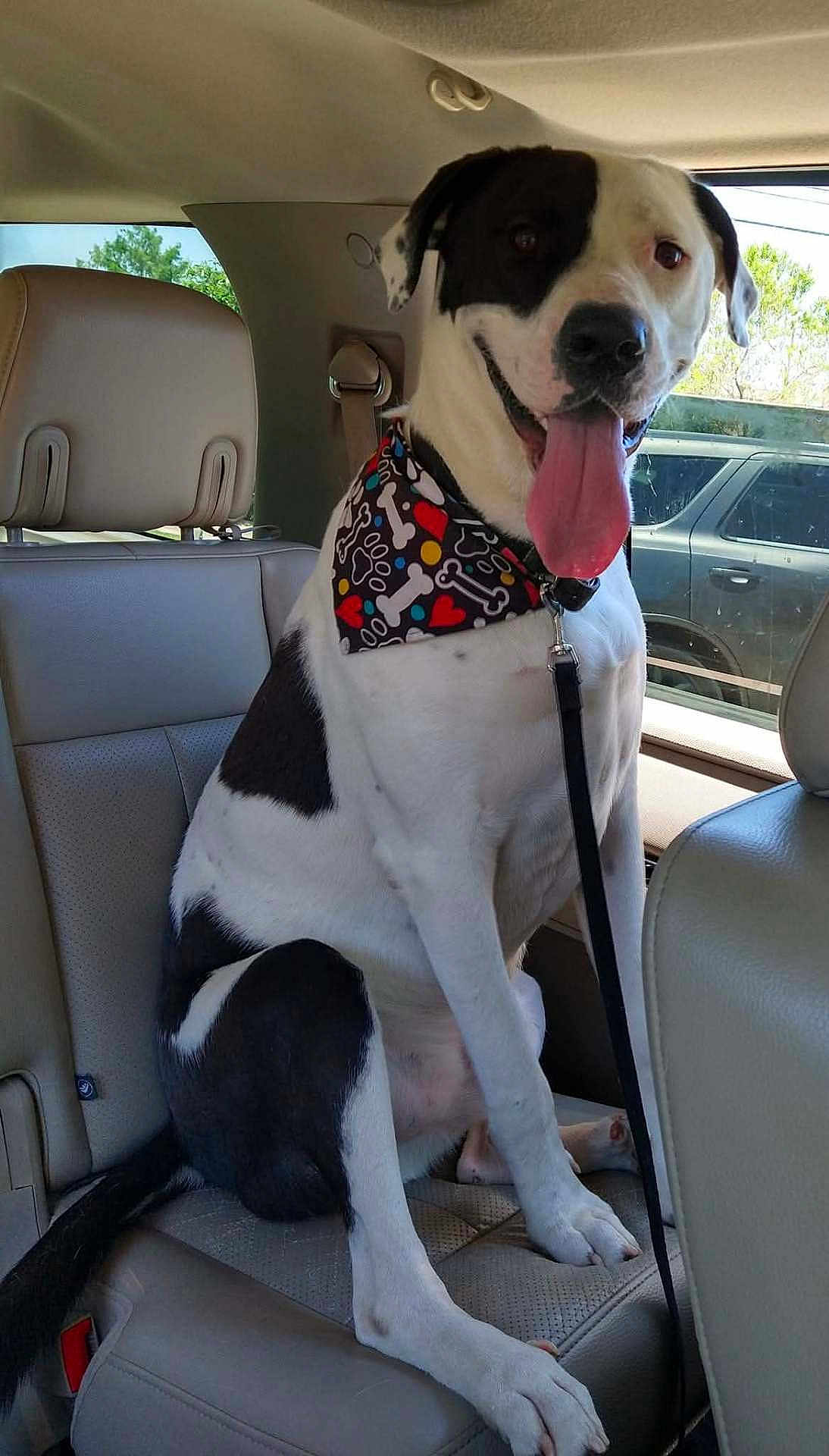 Tucker joined the competition — help win amazing prizes! dog, black_and_white, bandana, car_interior, backseat, tongue_out, happy, pet, leash, sitting, seat, window, daytime, vehicle, tree, animal, canine, domestic_animal, companion, transportation