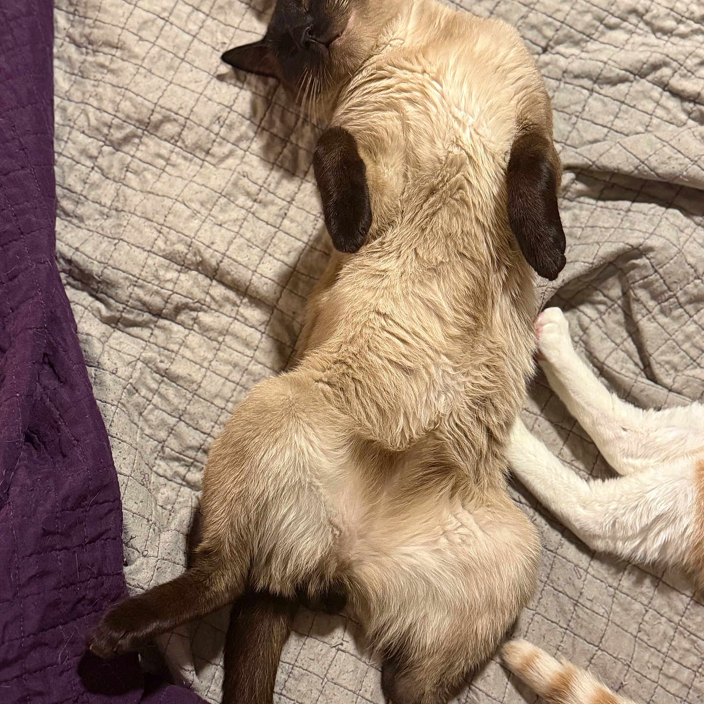 Panda joined the competition — help win amazing prizes! animal, bed, blanket, cat, cozy, cute, domestic_cat, feline, fur, indoor, paw, pet, quilt, relaxed, resting, siamese_cat, sleep, sleeping, tail, whiskers