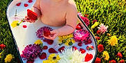 Paisley joined the competition — help win amazing prizes! baby, red_bow, headband, tub, milk_bath, strawberries, flowers, grass, outdoor, sunlight, pout, cute, colorful, nature, playful, summer, greenery, yellow_flowers, white_flowers, purple_flowers