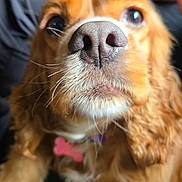 Zelda is registered to the contest to win money with this photo: animal, brown_fur, canine, close_up, collar, companion, curious, cute, dog, domestic, focus, fur, indoors, muzzle, nose, person, pet, portrait, toy, whiskers