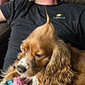 Zelda is registered to the contest to win money with this photo: beard, black_shirt, casual, closeup, companion, couch, curly_ear, dog, furniture, golden_brown, human, indoor, man, pet, playful, relaxed, resting, rope_toy, short_hair, toy