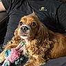 Zelda joined the competition — help win amazing prizes! black_shirt, brown_dog, casual, companion, couch, dog, fur, golden_brown, home, indoor, looking_away, man, paw, person, pet, relaxed, rope_toy, seated, short_sleeve_shirt, toy
