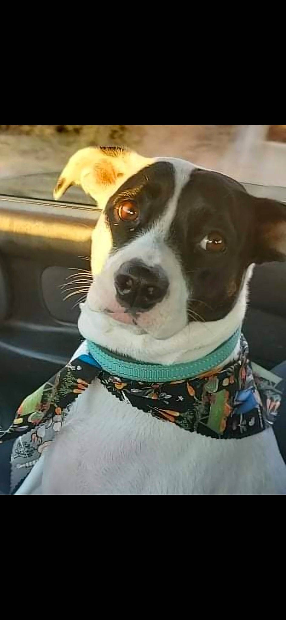 Dot joined the competition — help win amazing prizes! car, car_seat, car_seat_cover, carnivore, collar, companion_dog, dog, dog_breed, dog_collar, dog_supply, leash, pet_supply, sleeve, sporting_group, steering_wheel, vehicle, vehicle_door, window, windshield, working_animal