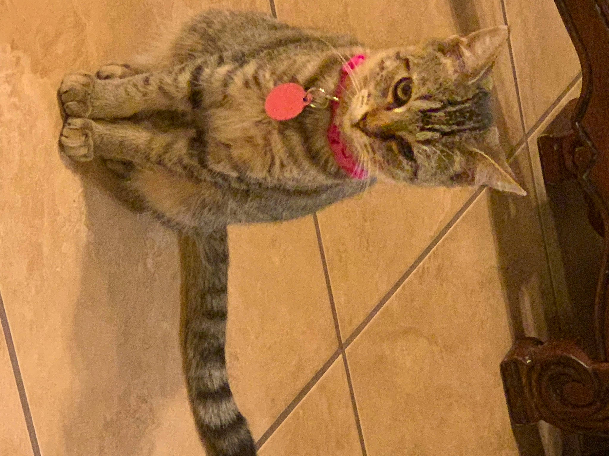 Grisy joined the competition — help win amazing prizes! carnivore, cat, domestic_short_haired_cat, european_shorthair, felidae, fur, norwegian_forest_cat, pixie_bob, small_to_medium_sized_cats, snout, tabby_cat, tail, whiskers