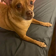 Opie is registered to the contest to win money with this photo: dog, pet, brown_dog, small_dog, bed, indoor, animal, cute, ears, fur, face, looking_up, paws, resting, canine, domestic_animal, closeup, companion, bedroom, cozy