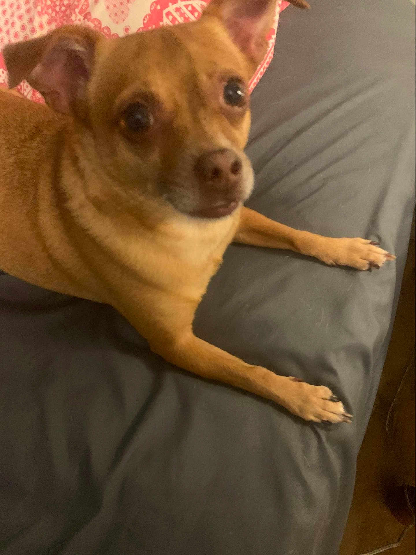 Opie is registered to the contest to win money with this photo: dog, pet, brown_dog, small_dog, bed, indoor, animal, cute, ears, fur, face, looking_up, paws, resting, canine, domestic_animal, closeup, companion, bedroom, cozy