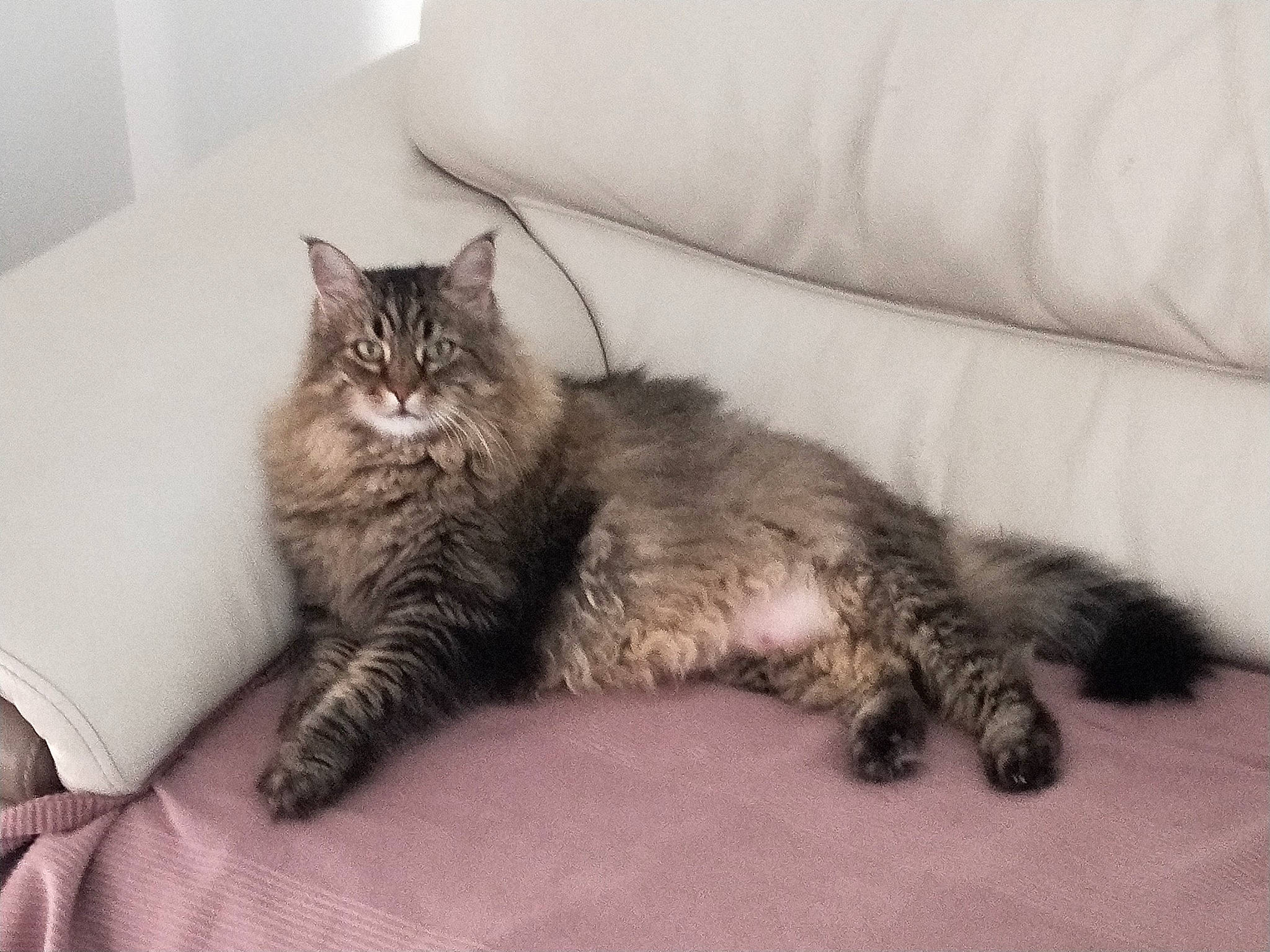 Chloé a rejoint le concours — aidez-le/la à gagner de superbes lots ! carnivore, cat, claw, comfort, couch, domestic_short_haired_cat, felidae, fur, grey, maine_coon, nap, paw, small_to_medium_sized_cats, snout, tail, terrestrial_animal, whiskers