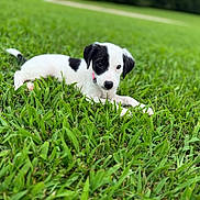 Coco is registered to the contest to win money with this photo: adorable, animal, black_and_white, collar, cute, daytime, dog, field, fur, grass, green, lying_down, nature, outdoor, pet, playful, puppy, small, summer, young
