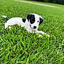 adorable, animal, black_and_white, collar, cute, daytime, dog, field, fur, grass, green, lying_down, nature, outdoor, pet, playful, puppy, small, summer, young
